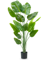 Den kunstige plante Strelitzia 180 cm real touch er en høj, grøn kunstig plante med lange stængler og store, skinnende blade, der ligner en paradisfugl, mod en almindelig hvid baggrund.