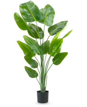 Den kunstige plante Strelitzia 180 cm real touch er en høj, grøn kunstig plante med lange stængler og store, skinnende blade, der ligner en paradisfugl, mod en almindelig hvid baggrund.