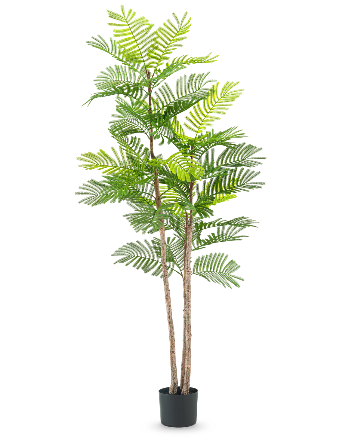Kunstbregneplanten 150 cm er en høj kunstig plante med slanke brune stængler og grønne bregnelignende blade, i en lille sort potte mod en almindelig hvid baggrund.