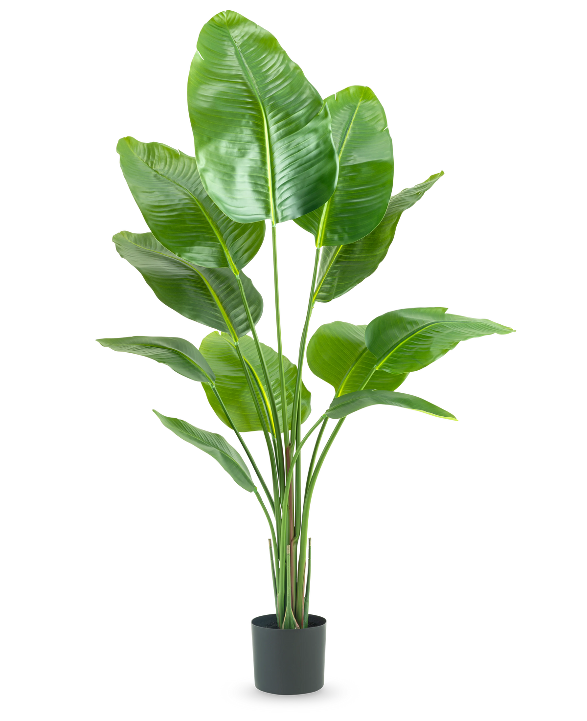 Den kunstige plante Strelitzia 150 cm real touch2 har store, blanke grønne blade med et realistisk "bird of paradise" udseende og en realistisk finish, præsenteret mod en almindelig hvid baggrund.