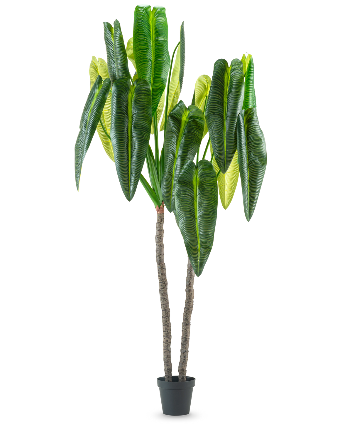 Kunstplanten Anthurium 240 cm er en høj kunstig plante i potte med to brune stængler og store, aflange grønne blade mod en almindelig hvid baggrund.