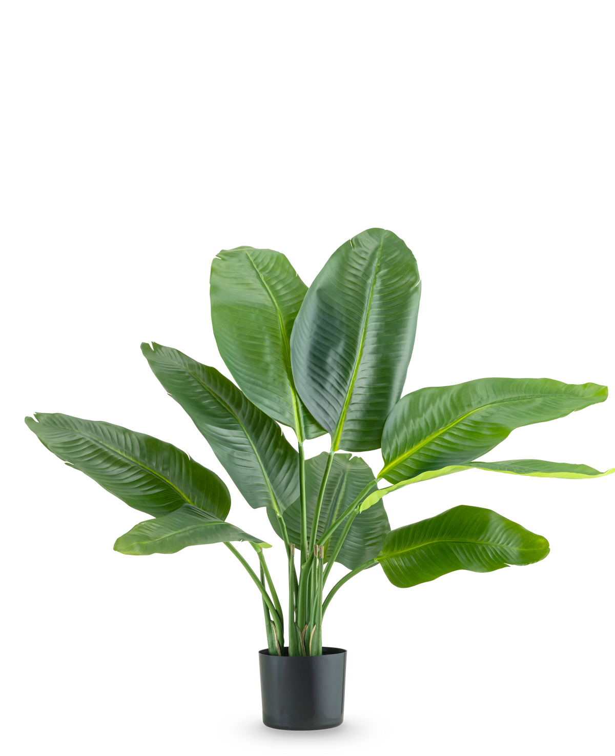 Den kunstige plante Strelitzia Real Touch Deluxe 90 cm er en høj potteplante med store, blanke grønne blade, afbildet mod en almindelig hvid baggrund.