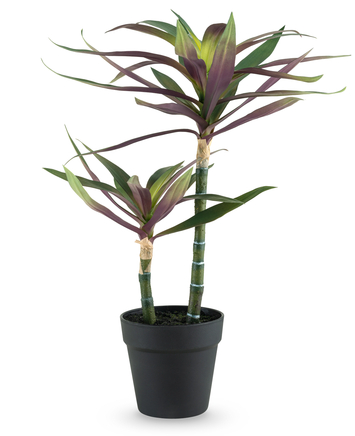 En kunstig plante Yucca gigantea 53 cm med to lange, slanke grønne stængler toppet med spidse grønne og lilla blade i en sort potte, mod hvid baggrund.