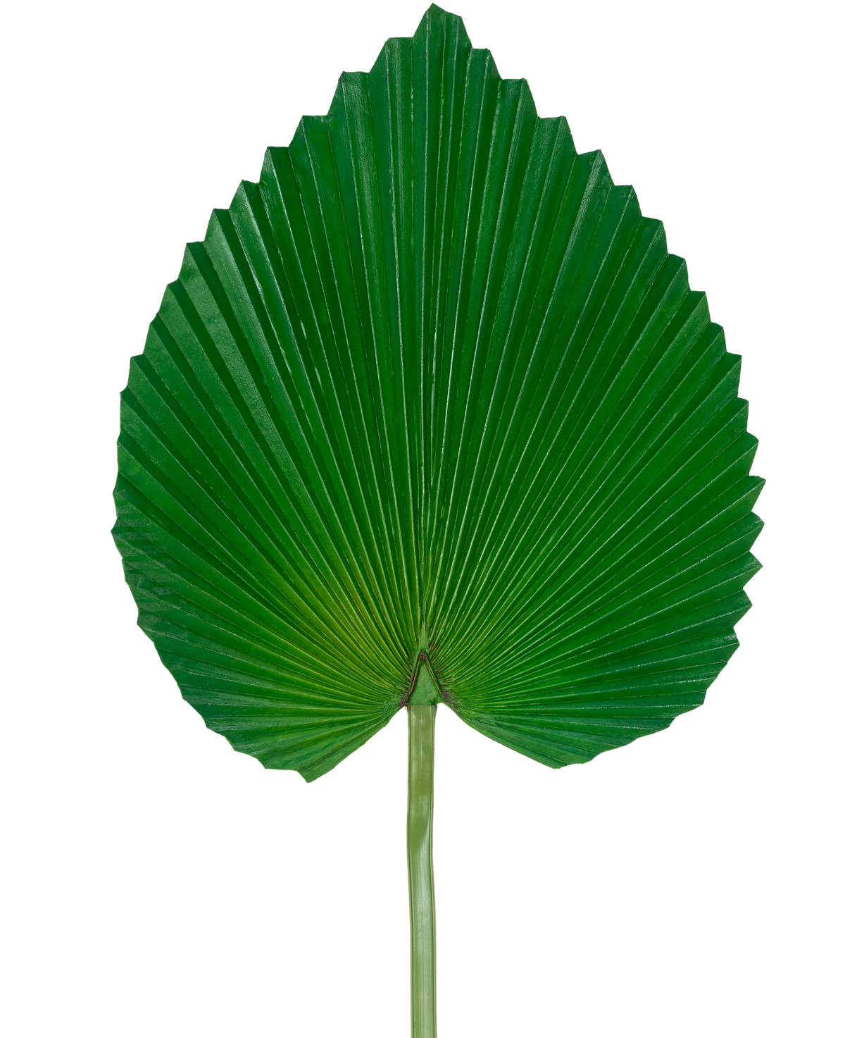 Det kunstige blad 81 cm er et enkelt stort grønt palmeblad med en vifteformet, hjertelignende form og dybe, symmetriske kanter mod en almindelig hvid baggrund.