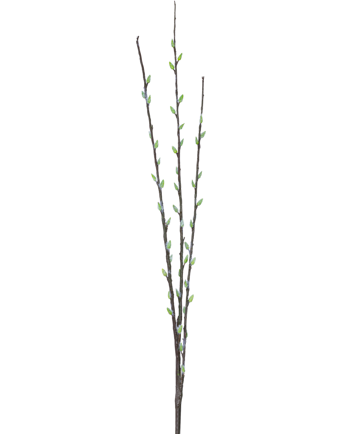Den kunstige blomster Salix pil 70 cm har tre slanke brune grene med små grønne knopper og lysegrå, luftige rakler, arrangeret langs stænglerne mod en almindelig hvid baggrund.