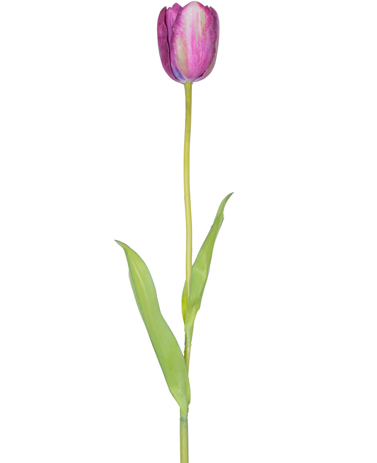 En kunstig blomst fransk tulipan 60 cm lilla, en enkelt lilla tulipan med grønne blade og en lang stilk, isoleret på en hvid baggrund.