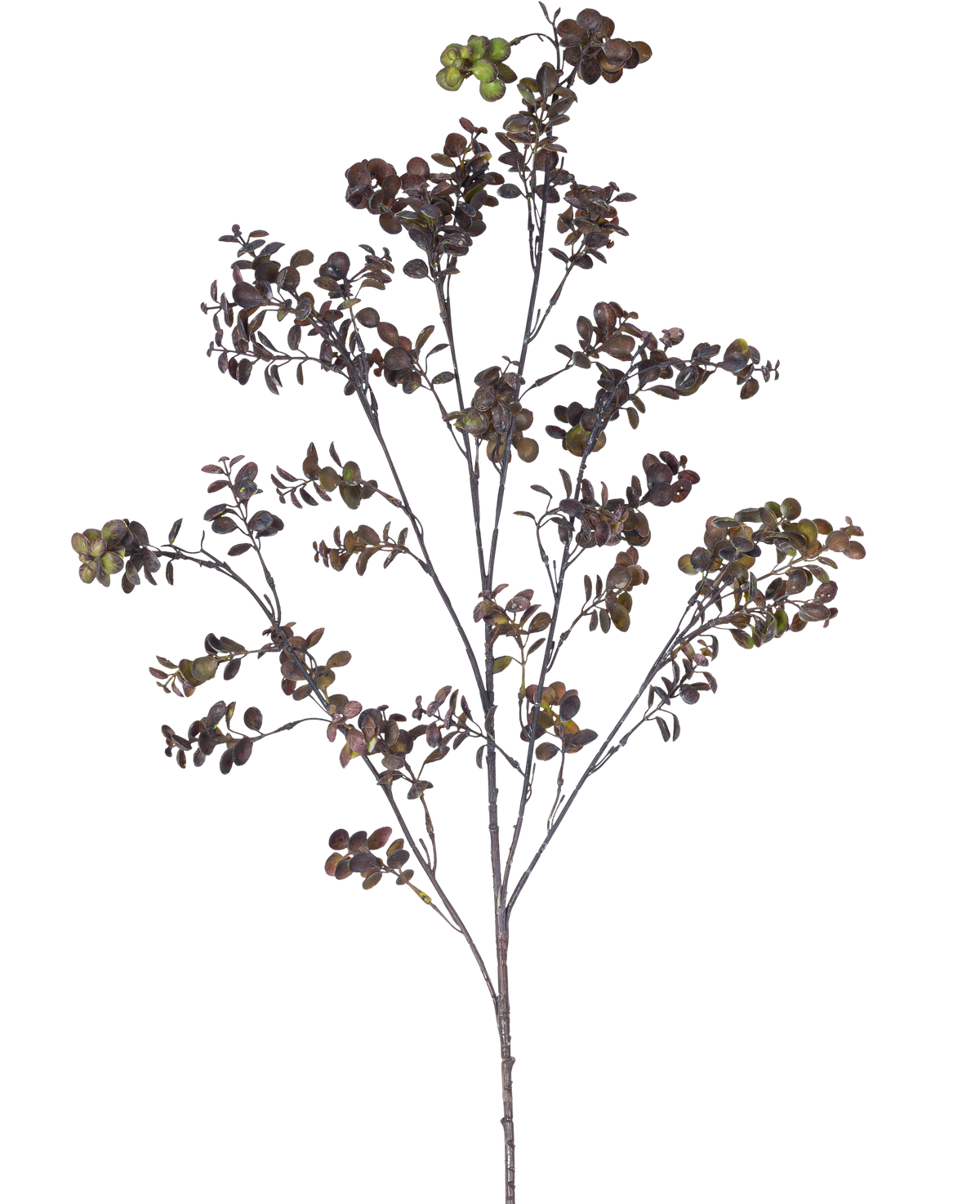 Den kunstige gren Eucalyptus bær 110 cm brun har en høj gren med flere tynde stængler, små runde blade og klaser af grønbrune bær mod en almindelig hvid baggrund.