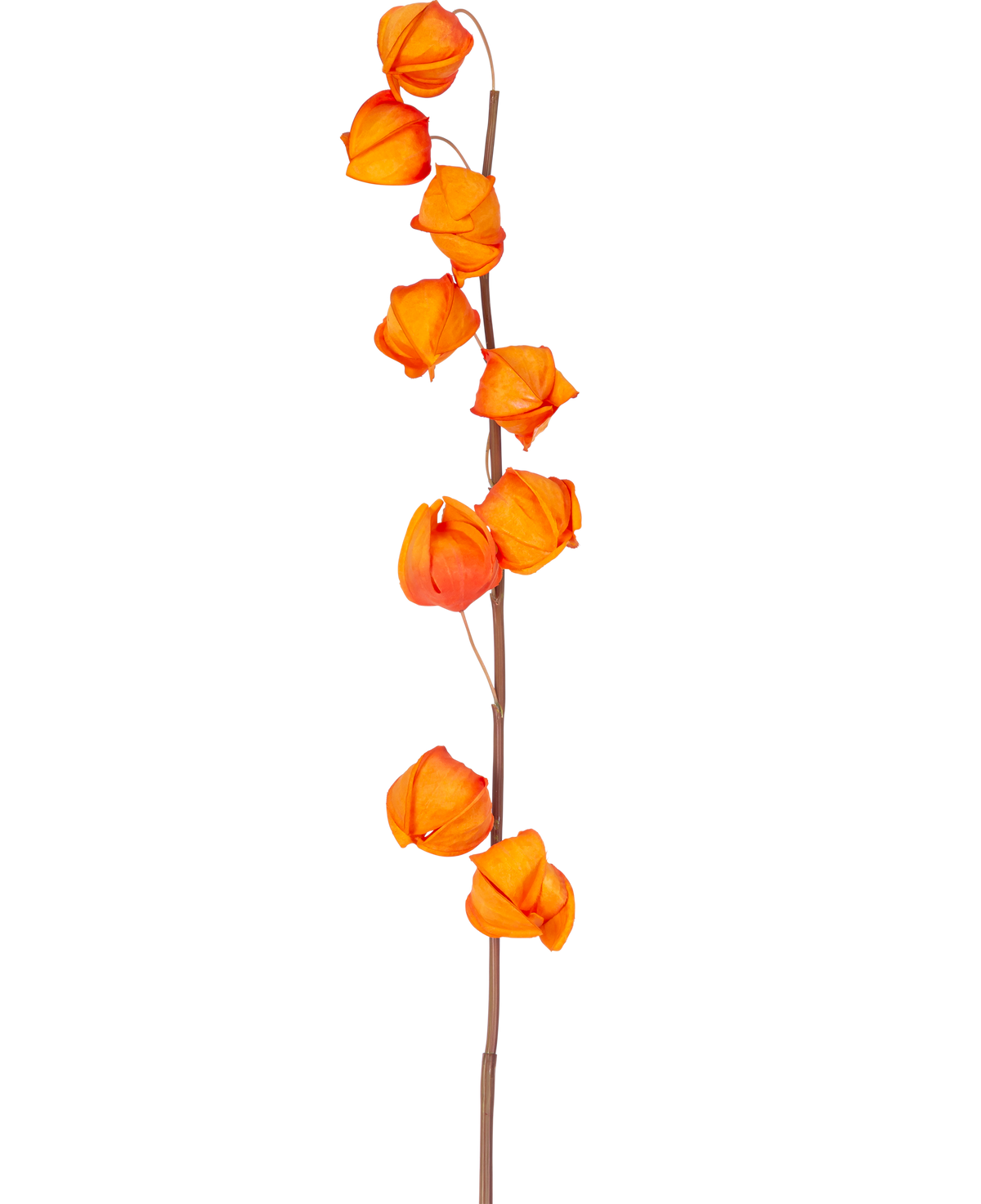 En enkelt stilk af kunstig blomst Physalis Lampion 90 cm orange, med flere lys orange, lanterneformede bælg, er vist mod en almindelig hvid baggrund.