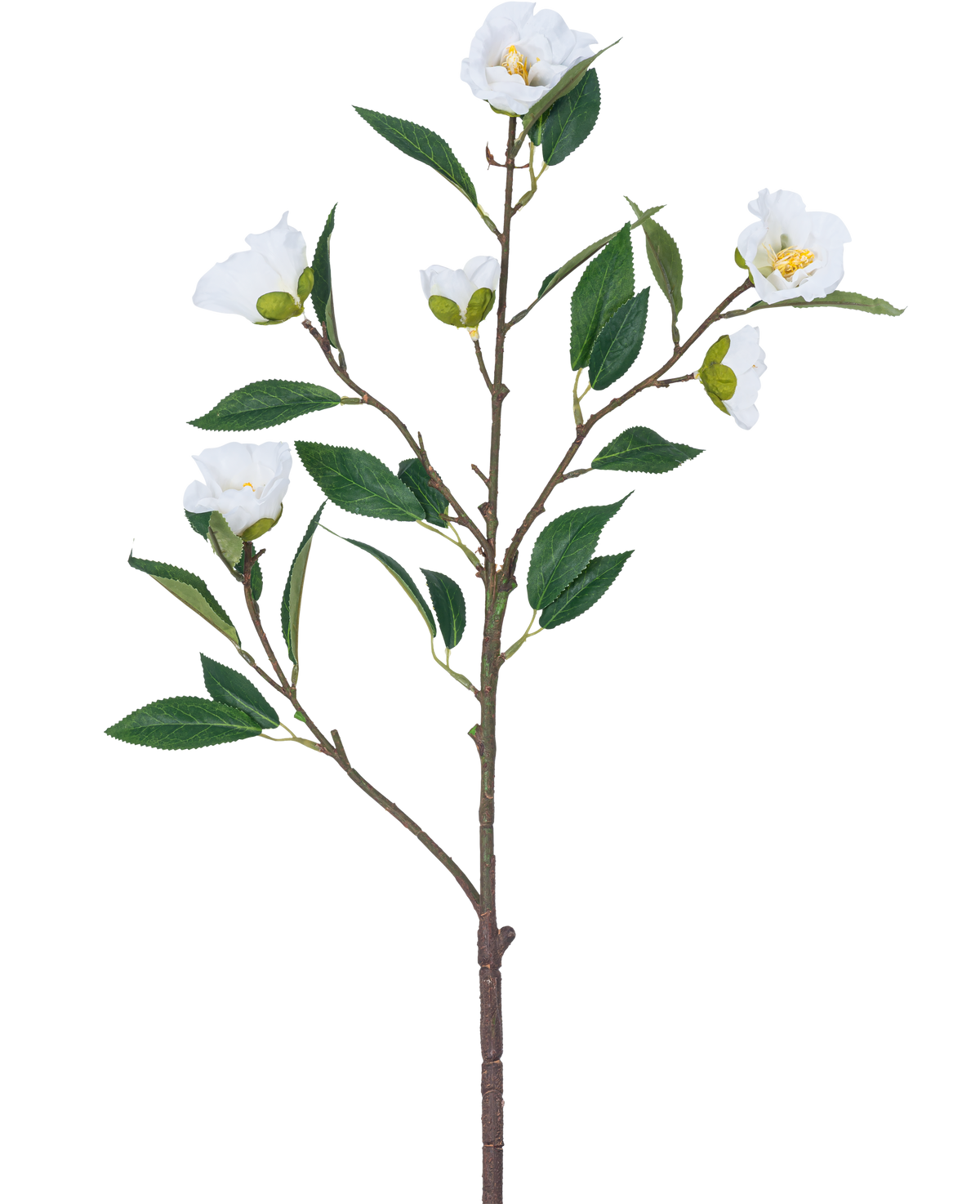 Den Kunstige Blomst Camellia 80 cm hvid har en enkelt gren med flere grønne blade og flere blomstrende hvide blomster mod en almindelig hvid baggrund.