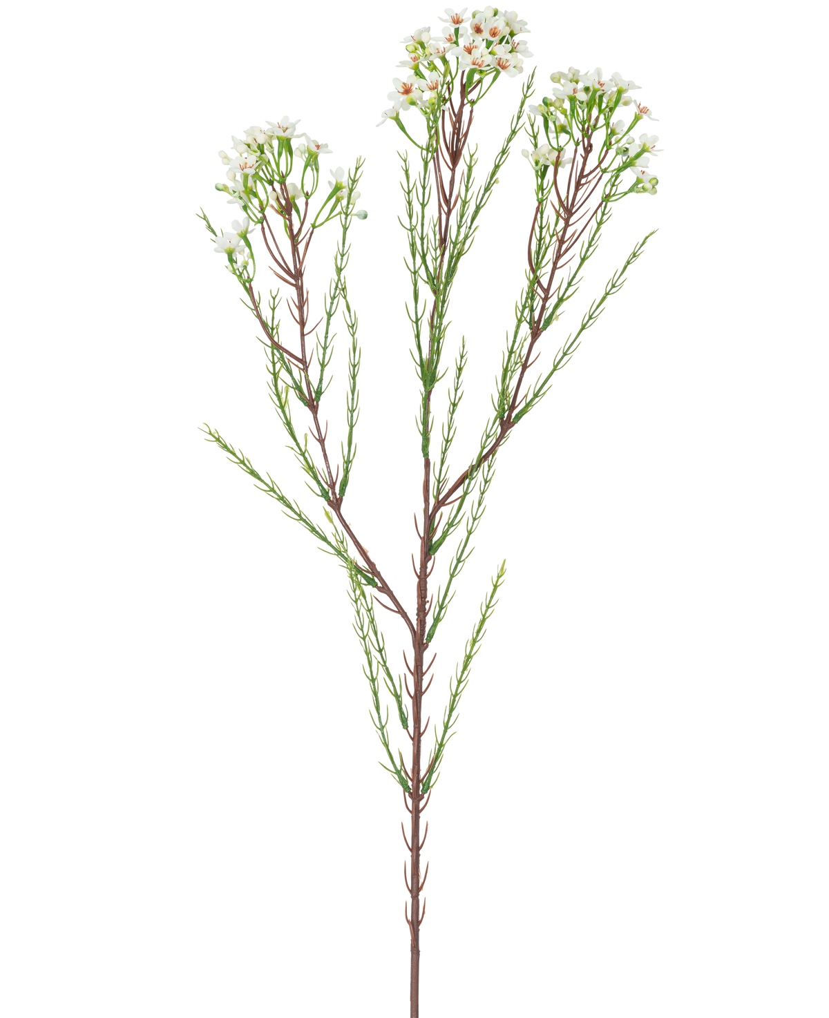 Artificial Branch Waxflower 78 cm cremen har en enkelt høj stilk med tynde grønne blade og bundter af små, cremede hvide blomster på toppen, mod en almindelig, lys baggrund.