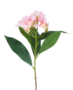 En 75 cm kunstig Plumeria blomst, pink/creme, med en stilk, store grønne blade og en klase af lyserøde plumeria blomster øverst, afbilledet mod en hvid baggrund.
