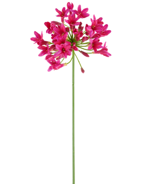 En enkelt, lang grøn stilk af den kunstige blomst Agapanthus 75 fuchsia bærer en klynge af levende lyserøde blomster øverst, der stikker ud mod en almindelig hvid baggrund.