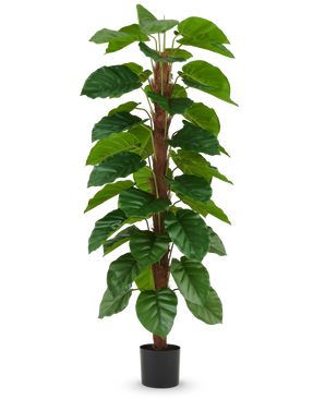 Den kunstige plante Epipremnum aureum 180 cm har store, blanke grønne blade arrangeret langs en central brun stilk og kommer i en lille sort potte, afbilledet mod en almindelig hvid baggrund.