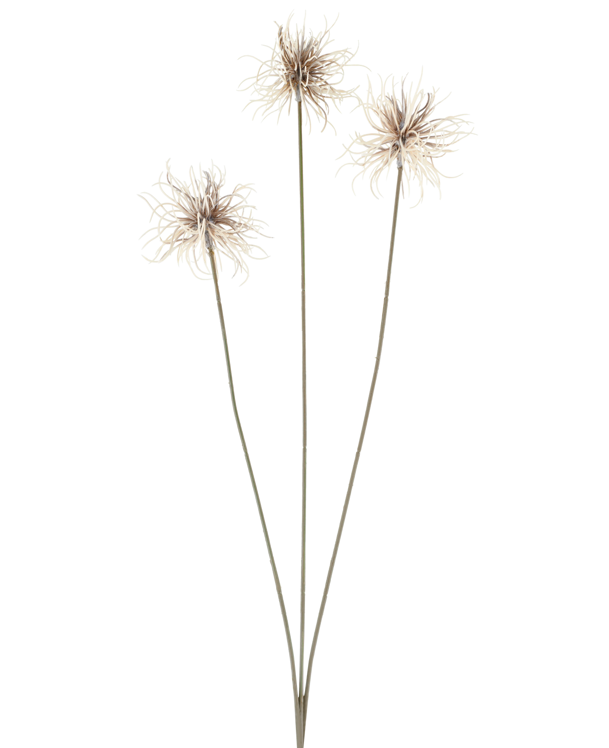 Tre kunstige blomster af slægten Xanthium i creme og brun, hver med tynde, lange stængler på 64 cm, arrangeret i vifteform mod en almindelig hvid baggrund.