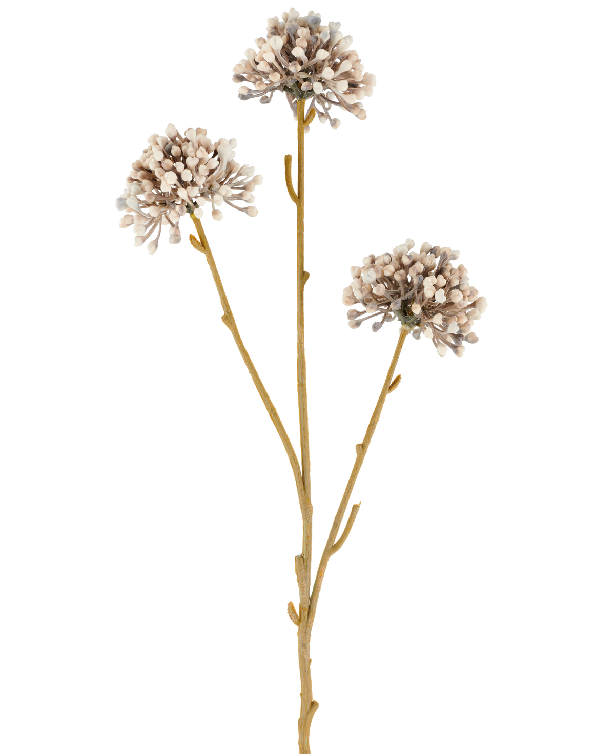 Tre brune stængler af Artificial Flower Mini Allium 60 cm creme/brun strækker sig opad, hver med en rund klynge af små, subtile cremefarvede og brune knopper for enden mod en almindelig hvid baggrund. Det hele ser minimalistisk og naturligt ud.