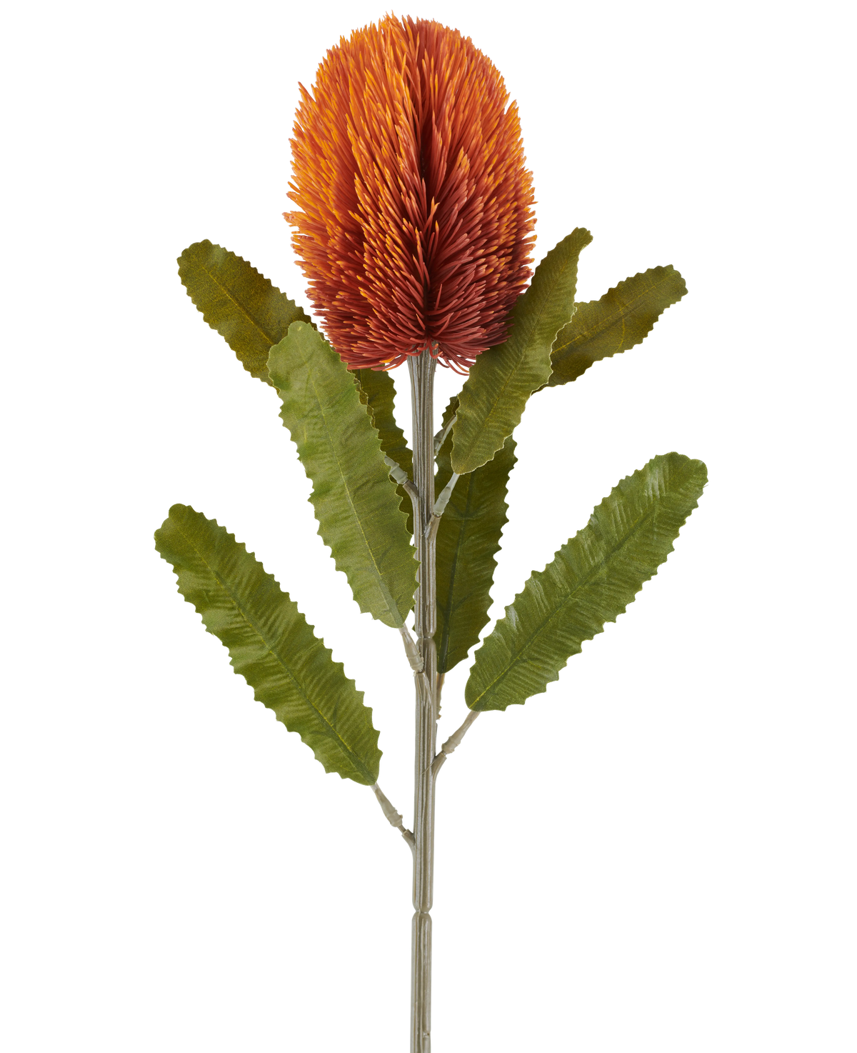 En enkelt 65 cm kunstig blomsterbanksia i gammel orange har en stor, spids, gammel orange blomst på toppen af ​​en robust stilk med flere aflange, takkede grønne blade arrangeret symmetrisk langs stilken, alt sammen mod en hvid baggrund.