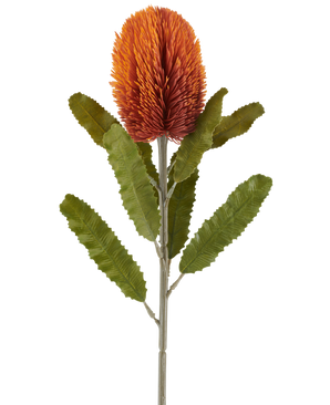 En enkelt 65 cm kunstig blomsterbanksia i gammel orange har en stor, spids, gammel orange blomst på toppen af ​​en robust stilk med flere aflange, takkede grønne blade arrangeret symmetrisk langs stilken, alt sammen mod en hvid baggrund.