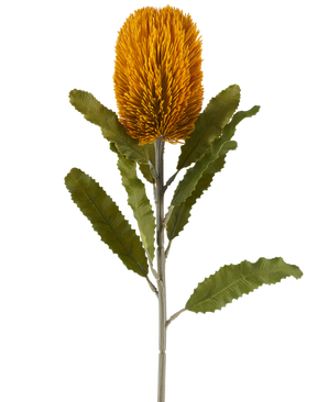 En enkelt kunstig Banksia-blomst i sennepsfarve, 65 cm høj, med cylindrisk form og takkede grønne blade på en lang stilk, isoleret mod en hvid baggrund.