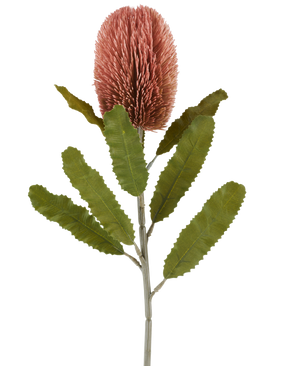 En enkelt stilk af den kunstige blomst Banksia 65 cm gammel pink har en stor, lyserød, cylindrisk blomst og lange, takkede grønne blade, der skiller sig ud mod en hvid baggrund.