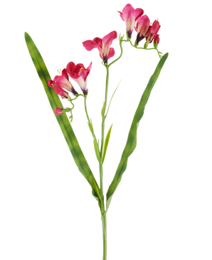 En kunstig blomst: 56 cm fresia i fuchsia, med levende fuchsiablomster og to lange, slanke grønne blade, afbildet på hvid baggrund.