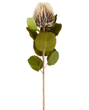 En enkelt kunstig Banksia-blomst, 59 cm høj, i cremefarvet og brunt, med runde grønne blade og et lysebrunt, spidst, kegleformet blomsterhoved mod en almindelig hvid baggrund.