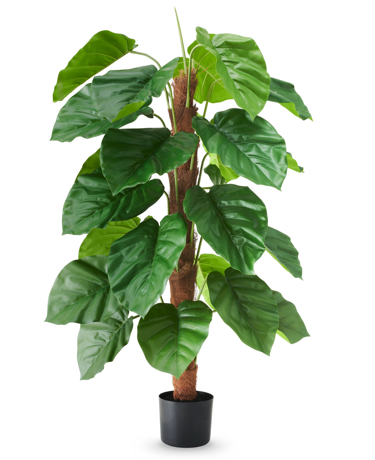 En kunstig plante Epipremnum aureum, 120 cm høj, med store, blanke grønne blade i en sort potte, afbildet mod en almindelig hvid baggrund.