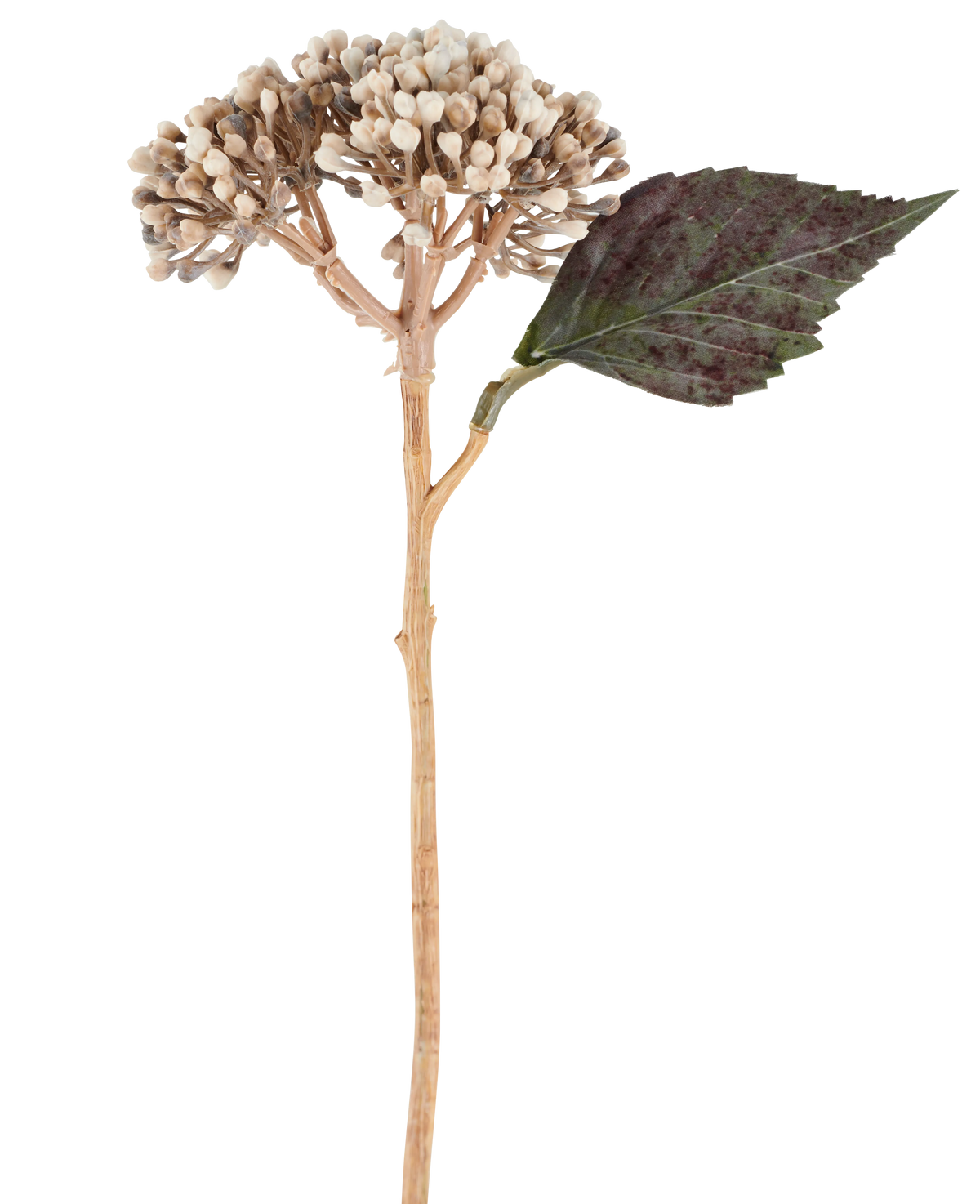 En kunstig blomst: tørret hortensia på 38 cm i creme/brun, med klaser af beige knopper og et mørkegrønt, takket blad mod hvid baggrund.