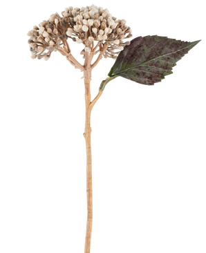 En kunstig blomst: tørret hortensia på 38 cm i creme/brun, med klaser af beige knopper og et mørkegrønt, takket blad mod hvid baggrund.