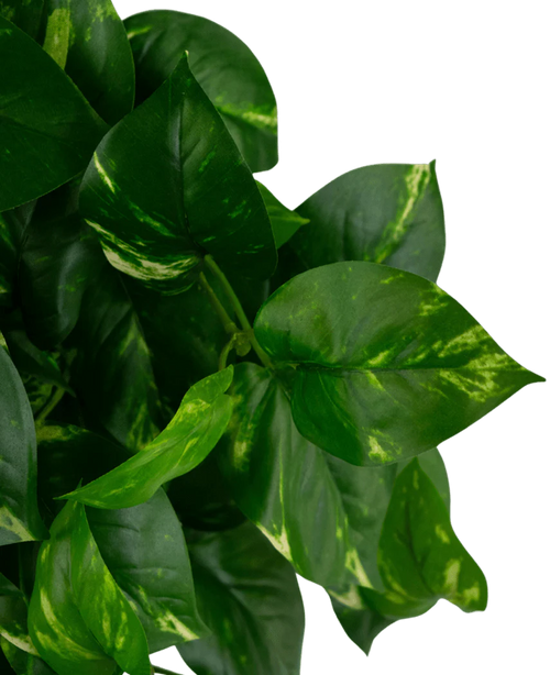 Hjerteformede grønne blade med gullige markeringer på Art Hanging Gold Vine 60 cm UV pothos-planten, afbilledet mod en almindelig hvid baggrund.