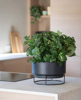 Een kunstplant ‘Gouden Wijnstok’ in een pot van 40 cm met bontgroene bladeren staat op een moderne zwarte standaard op een lichtgekleurd aanrecht, met op de achtergrond wazig weergegeven keukenspullen.
