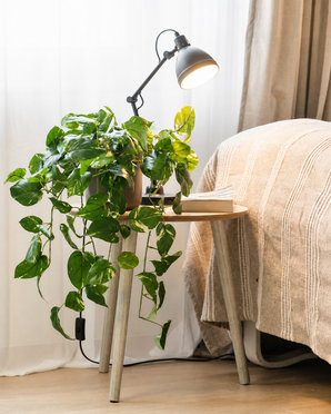 Een kunstplant, een hangende goudrank in een pot van 80 cm (UV), staat op een klein houten tafeltje naast een bed met een beige deken. Een zwarte bureaulamp werpt licht op de kunstplant, terwijl neutrale gordijnen en een houten vloer het gezellige kamertje compleet maken.