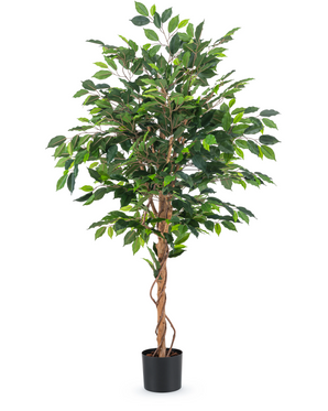 De Kunstplant Ficus Groen 150 cm heeft glanzend groene bladeren en gedraaide bruine stelen en staat 1,50 m hoog in een kleine zwarte pot tegen een witte achtergrond.