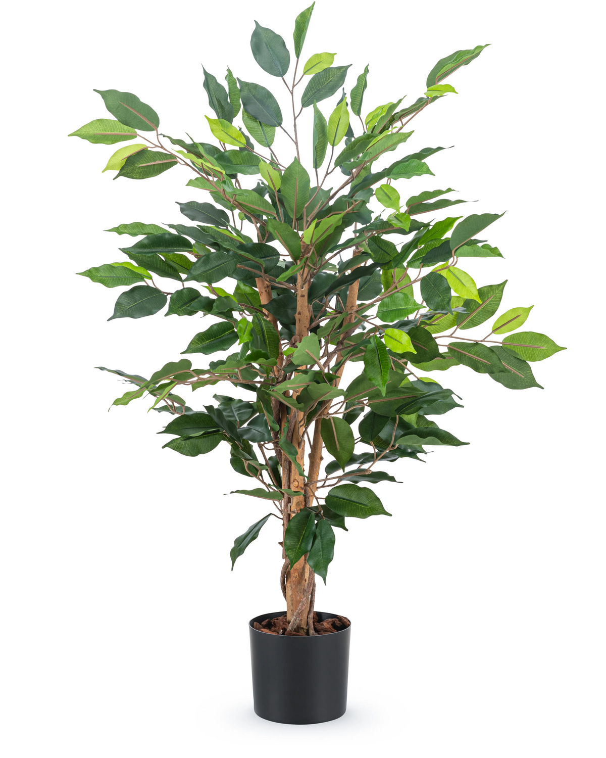 Den kunstige plante Ficus Green 90 cm har flere brune stængler og frodige grønne blade i en enkel sort potte - ideel som stilfuld kontorplante.