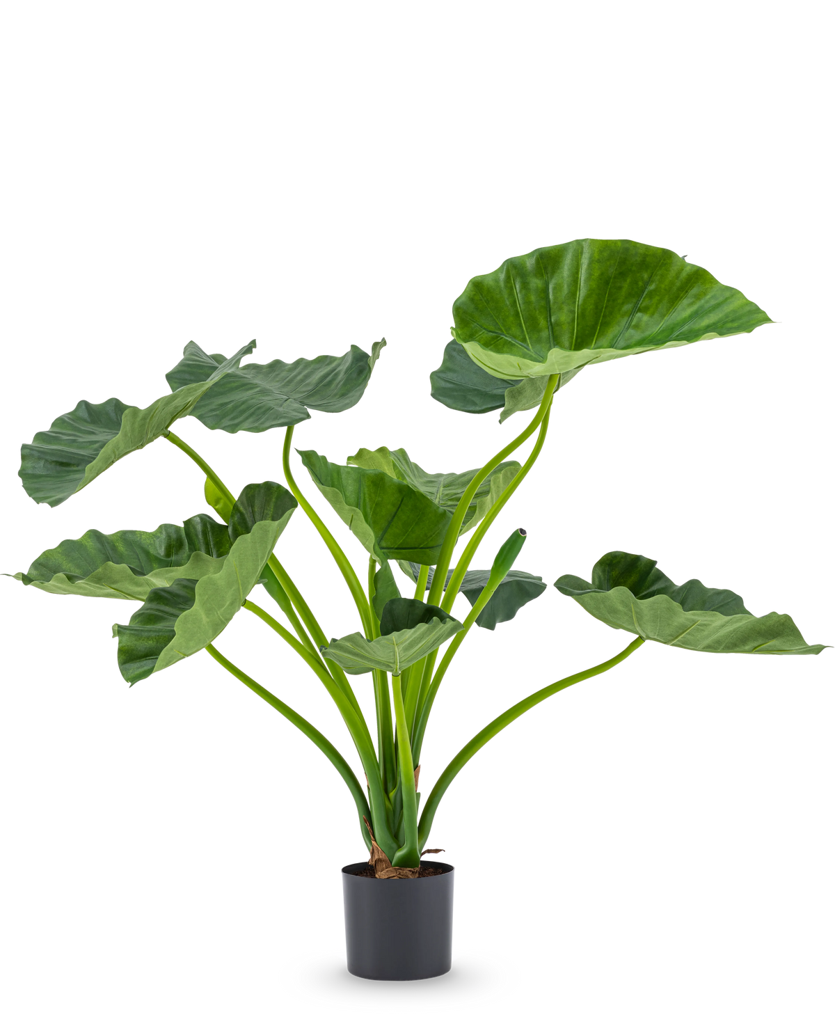 Den kunstige plante Alocasia Calioora 80 cm har store grønne blade og robuste stængler. Denne naturtro kunstige plante er perfekt som en stilfuld tilføjelse til ethvert interiør og ser smuk ud på en hvid baggrund.