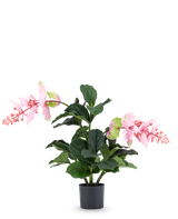 Den kunstige plante Medinilla 60 cm har store, mørkegrønne blade og to høje stængler med lyserøde blomsterklaser, der ligner hibiscus og står på en almindelig hvid baggrund.