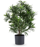 De Kunstplant Podocarpus 47 cm heeft lange, smalle bladeren en wordt geleverd in een strakke donkere pot, waardoor het een stijlvolle kamerplant is voor elke kamer. Tegen een witte achtergrond voegt hij weelderig groen toe aan je kamer.