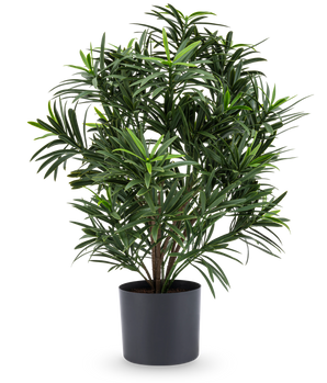 Den kunstige plante Podocarpus 47 cm har lange, smalle blade og kommer i en slank mørk potte, hvilket gør den til en stilfuld stueplante til ethvert rum. På en hvid baggrund tilføjer den frodig grønt til dit værelse.