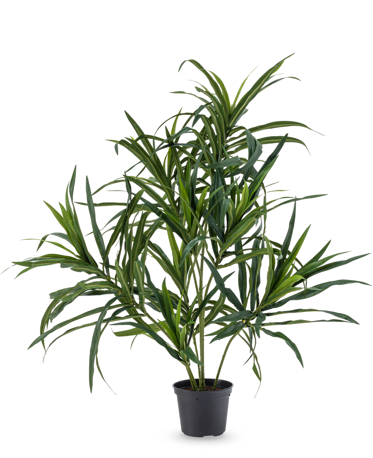 Den kunstige plante Dracaena Reflexa i potte UV 63 cm har lange, slanke grønne blade på tynde stængler, ideel til at tilføje et strejf af tropisk flair til dit interiør mod en almindelig hvid baggrund.
