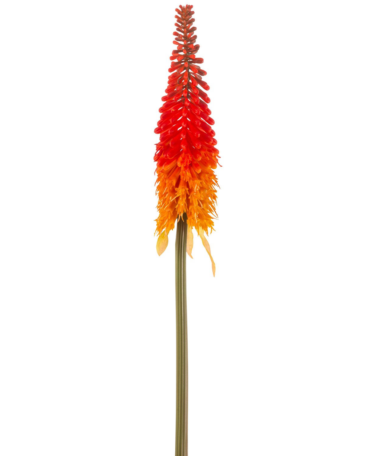 Artificial Flower Torch Lily 80 cm orange har en høj kunstig blomst med en lang grøn stilk og en kegleformet klase af orange kronblade, mod en almindelig hvid baggrund.