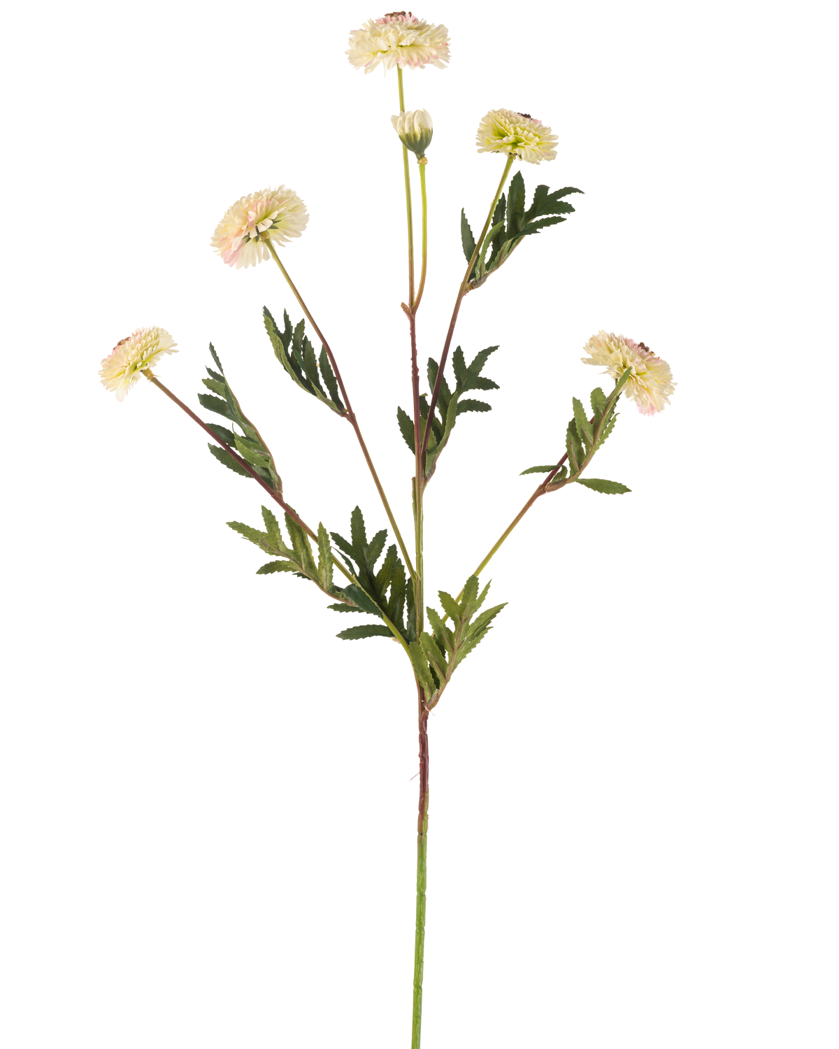 Artificial Flower Pompon Chrysanthemum 69 cm creme/pink har en enkelt stilk med flere creme-lyserøde, tusindfrydlignende blomster og grønne, bregneformede blade mod en almindelig hvid baggrund.