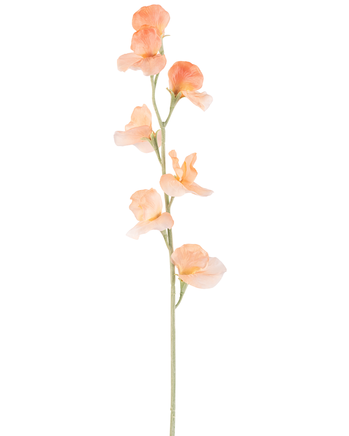 En enkelt kunstig blomsterært 64 cm fersken har en lys ferskenfarvet kunstært med flæser i kronbladene og en grøn stilk, isoleret på hvidt.