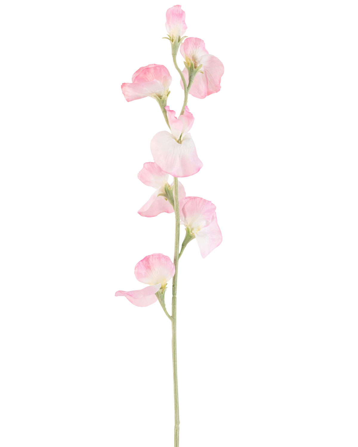 En enkelt kunstig ærteblomst, 64 cm høj med lyserøde kronblade og en lysegrøn stilk, isoleret på en hvid baggrund.