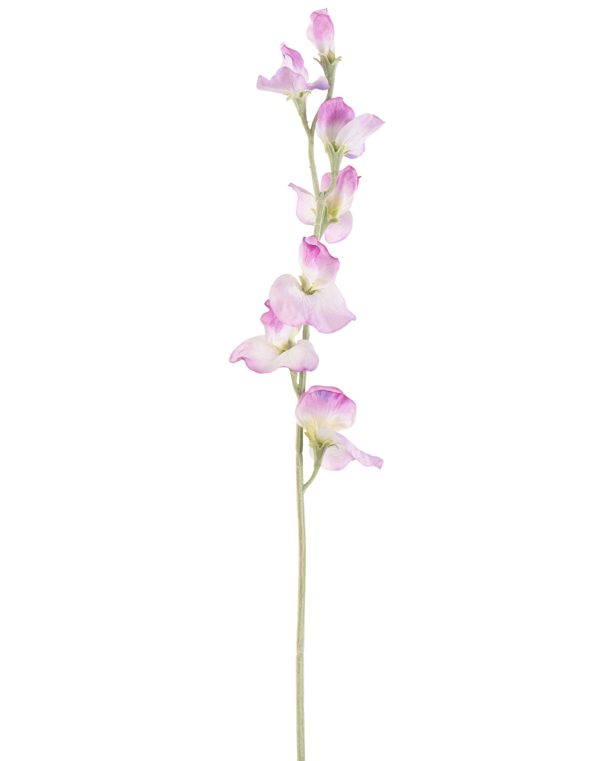 En enkelt lang kunstærteblomst 64 cm lilla stilk med sarte lilla blomster arrangeret lodret, mod en almindelig hvid baggrund.