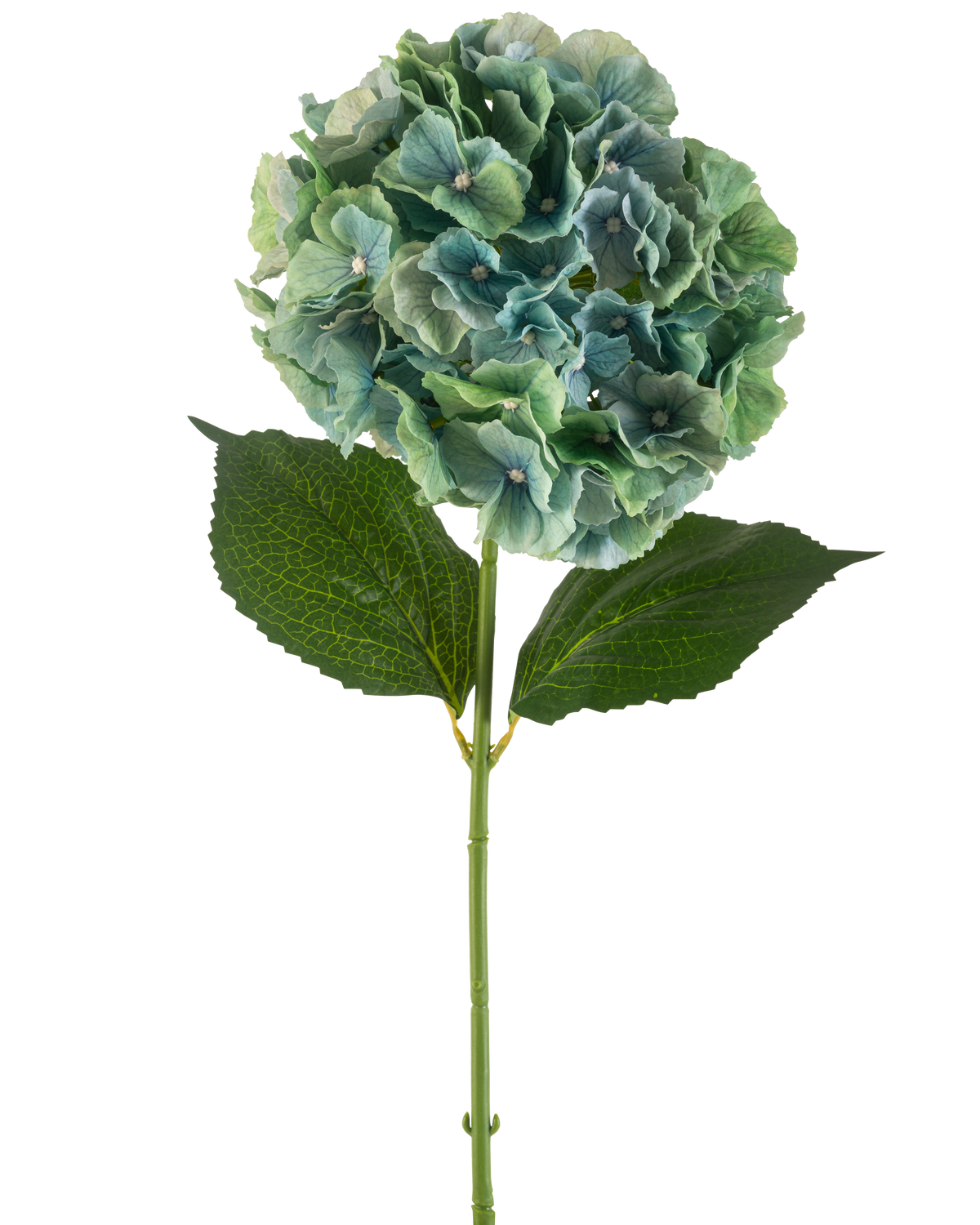 Den kunstige blomsterhortensia 75 cm påfugleblå har en enkelt blå kunstig hortensia med runde klaser af kronblade og to store grønne blade på en lang stilk, isoleret på en hvid baggrund.