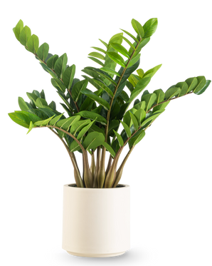 De Kunstplant Zamioculcas kant en klaar in beige pot 80 cm heeft dikke, glanzend groene bladeren die rechtop groeien, gepresenteerd in een stijlvolle beige pot tegen een effen witte achtergrond.