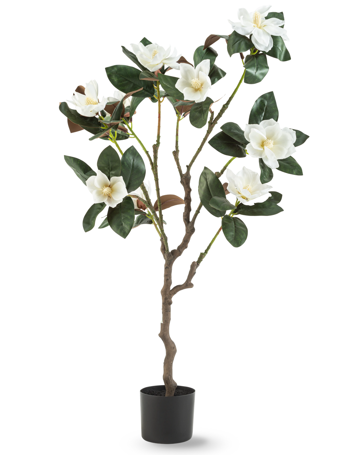 Den kunstige Yulania-plante 120 cm med blomst er et kunstigt magnoliatræ i en potte med flere grene, store blanke grønne blade og flere hvide blomster mod en almindelig hvid baggrund.
