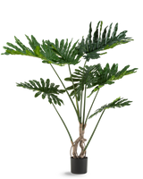 De Kunstplant Philodendron 120 cm heeft grote, glanzende, diep ingesneden groene bladeren en meerdere lange stelen met een gedraaide stam, tegen een effen witte achtergrond.