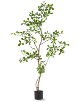 Kunstplanten Terminalia Catappa 120 cm er en høj, slank potteplante med tynde grene og talrige små, runde grønne blade, afbildet på en almindelig hvid baggrund.
