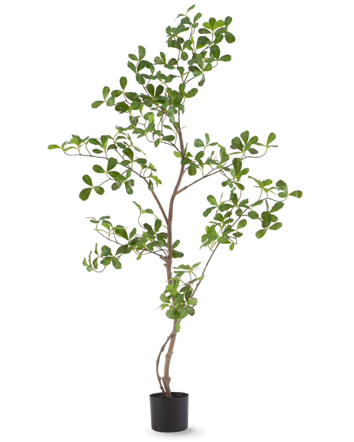 Kunstplanten Terminalia Catappa 120 cm er en høj, slank potteplante med tynde grene og talrige små, runde grønne blade, afbildet på en almindelig hvid baggrund.
