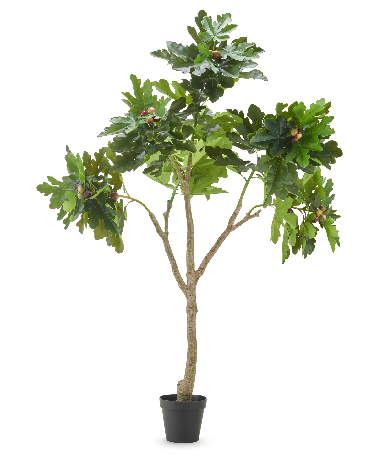 Den kunstige plante Ficus Carica figentræ 210 cm har flere grene, frodige grønne blade og flere umodne figner mod en almindelig hvid baggrund.